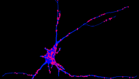Mentis Lab research figure
